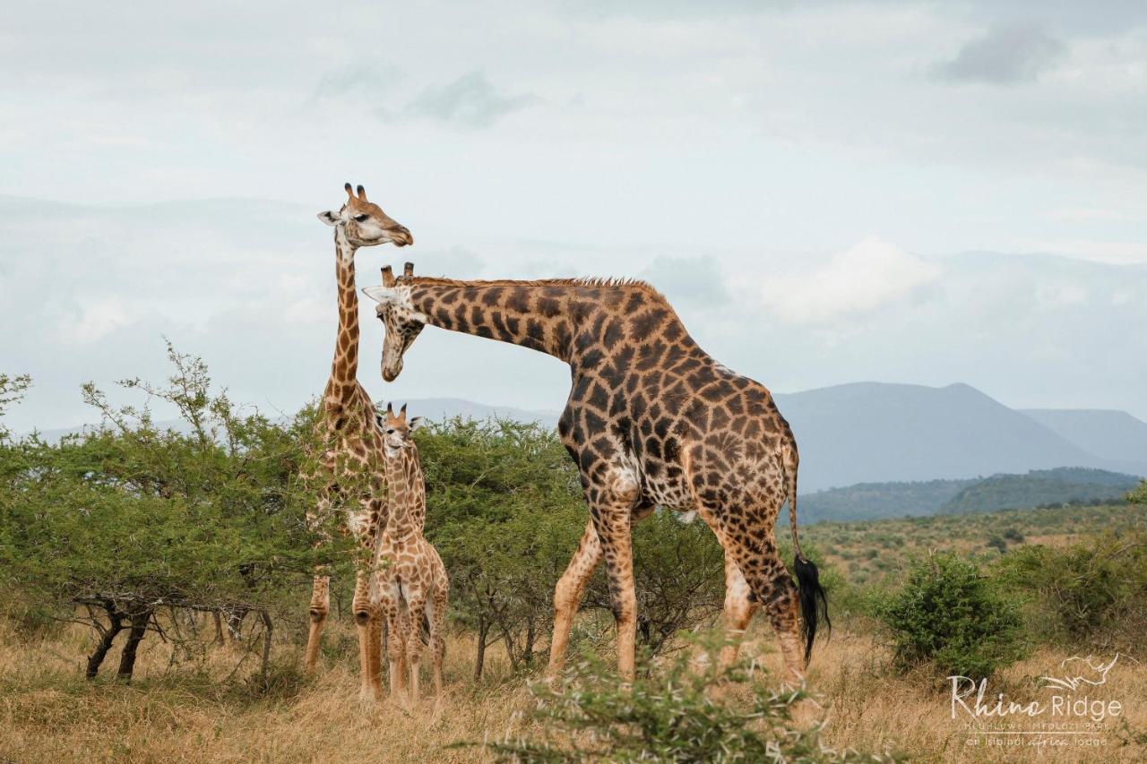 Rhino Ridge Safari Lodge KwaNompondo Exterior photo