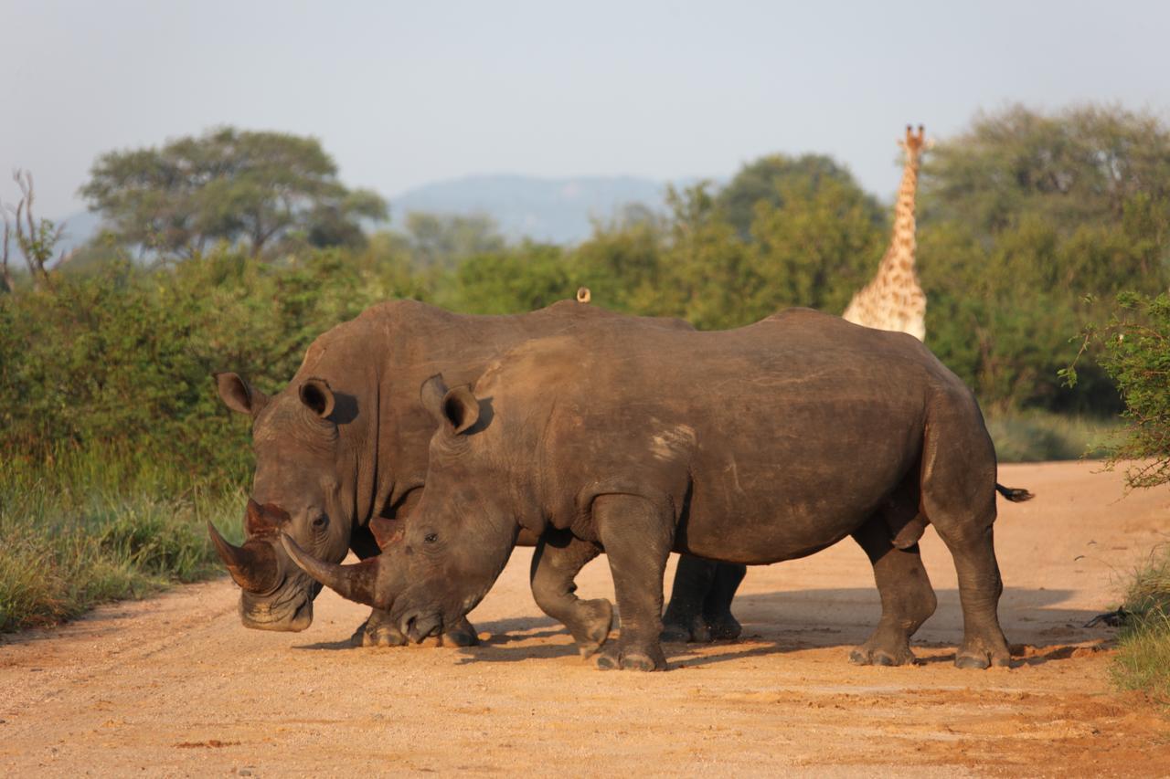 Rhino Ridge Safari Lodge KwaNompondo Exterior photo