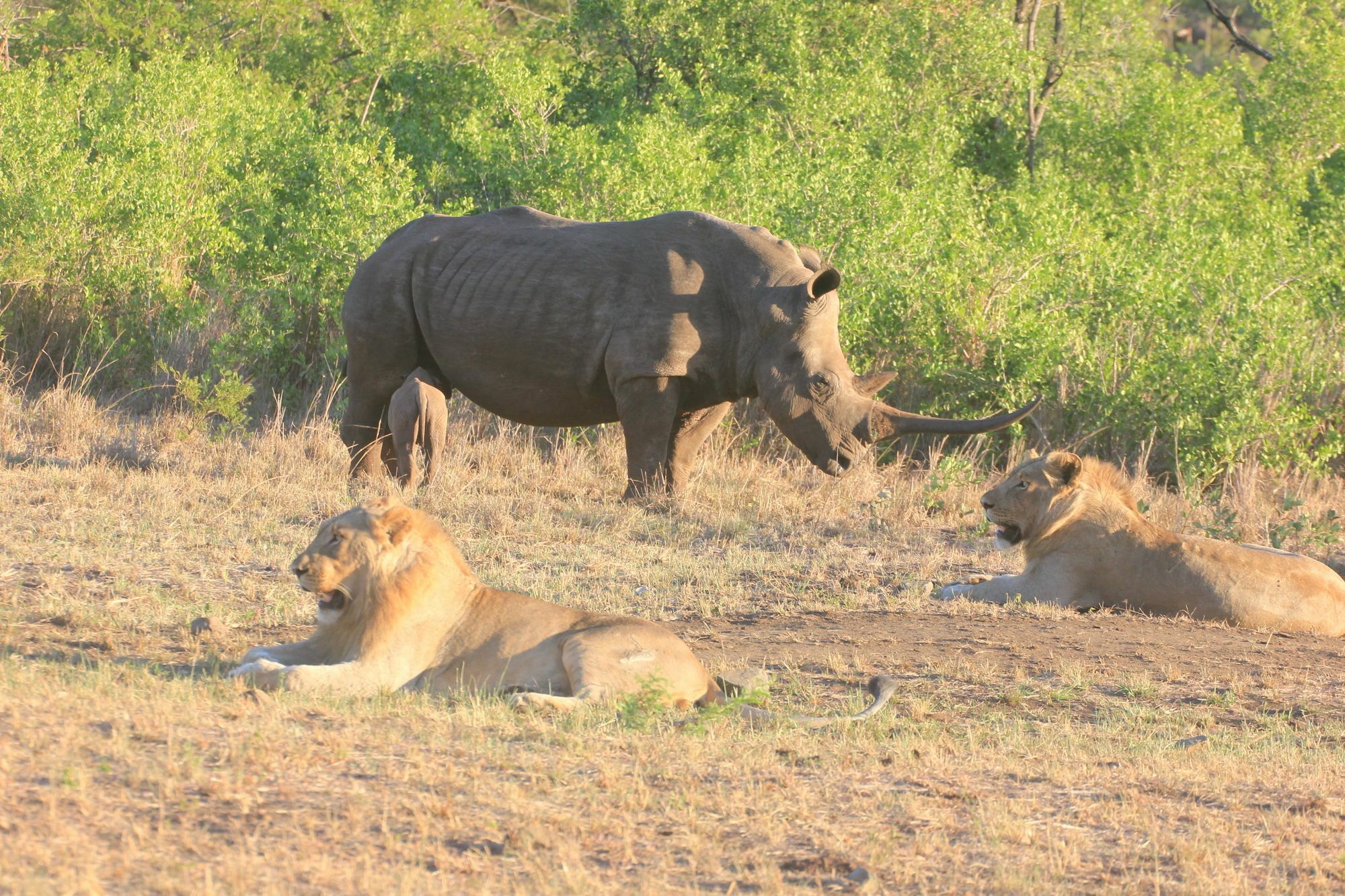 Rhino Ridge Safari Lodge KwaNompondo Exterior photo